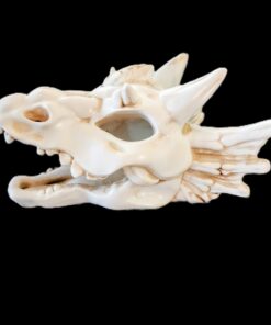 Dragon Skull